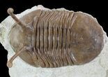 Asaphus Kowalewskii Trilobite - Huge Specimen! #89070-3